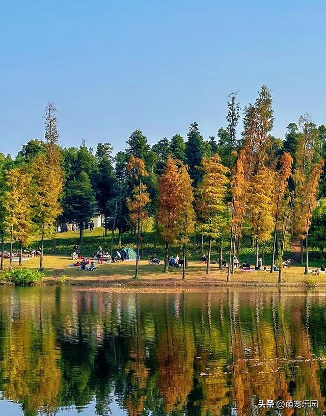 大学城惊现落羽杉美景，寒冬时节橙红叶片如晚霞，搭帐篷享受时光