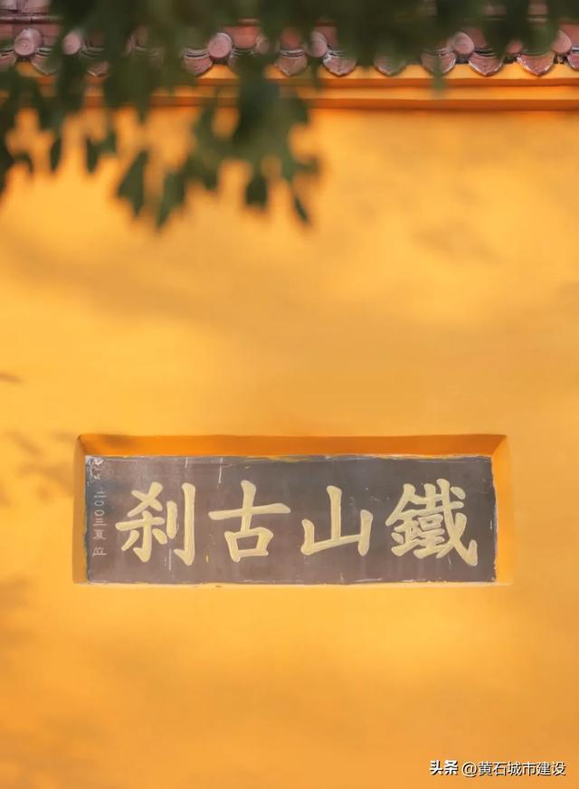 最大1600岁!黄石这几棵银杏王 你都打卡了吗?