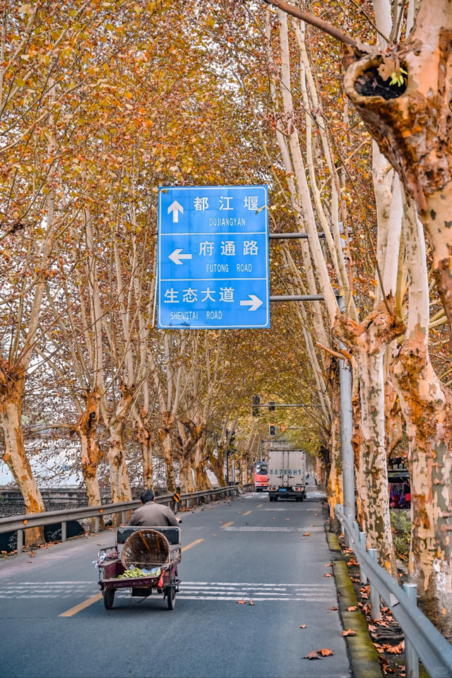 成都最美梧桐大道绵延20公里，地铁19号线直达，快去打卡！