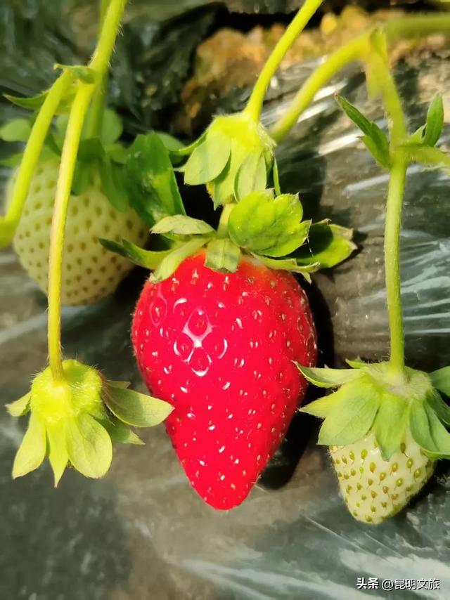 别再问昆明哪里能摘草莓了!收下这份采摘地图,直接抄作业→