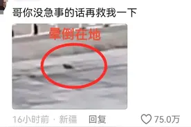 离谱！好心放飞小鸟，结果下一秒就撞电线杆 网友：治好了也流口水图片