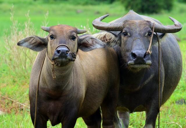 属牛的与属猪的：真的不合吗？