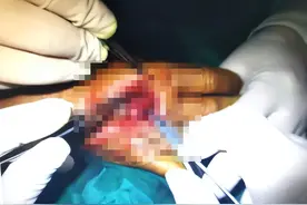 咬死猪贩子，吃掉主人生殖器官，懒惰的家猪为什么频繁攻击人？图片