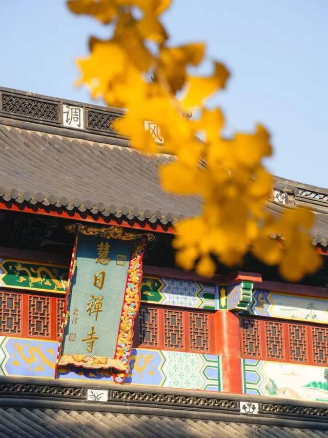 比青山湖人少，比湘湖低调，杭州东北藏着一条“银杏+水杉”组合路线！