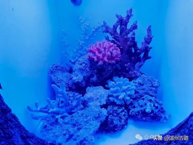 温州这个以畲族始祖命名的4A级景区，秘藏着一座“生物王国”！