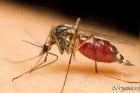 家里蚊子太多？只需要一瓶啤酒，夏天不用蚊香，从此不再忍受蚊子图片