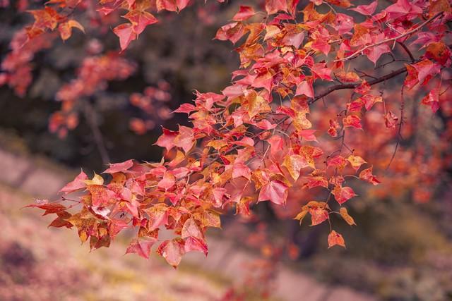 广东冬日封神路线！红叶燃秋、银杏铺金、禅钟洗心，12月出发正好