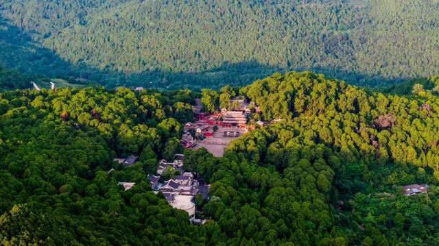 七曲山藏着千年“活化石”：晋柏苍劲，守了岁月万重秋