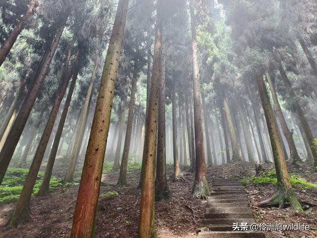 四川行(73)什邡红枫岭徒步到钟鼎寺