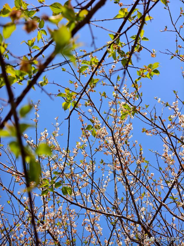 南方人有自己的雪：永泰赏梅指南