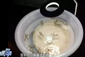 近期大水蚁成群出现，广东人赶紧关窗！专家提醒图片