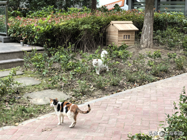 从“流浪无依”到“宠爱有道”，金海街道这个社区有“喵”招→