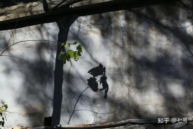 在八大处，寻到了北京最美的秋