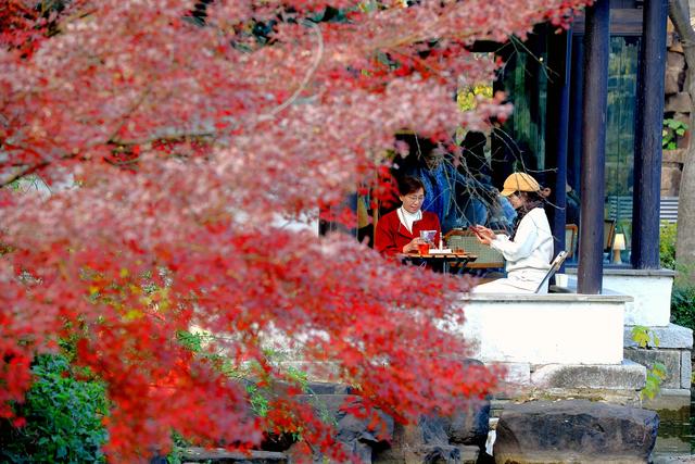 银杏铺金时,赴一场惠山古镇的秋约