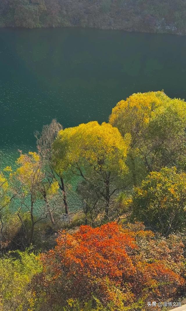 实拍！红的橘的黄的，整个淄博“燃”起来了！这些路段落叶缓扫→