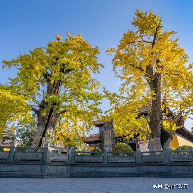 周末去打卡丨“杏”会！颜值高峰来了！