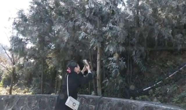 冷空气来袭！庐山、梅岭今冬首次出现雾凇