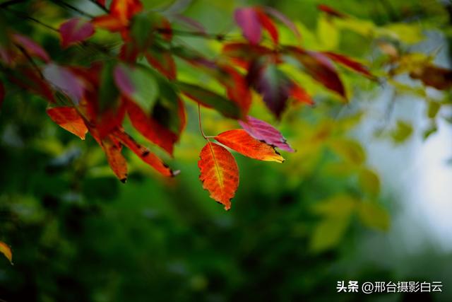 达活泉公园最美秋色（图）