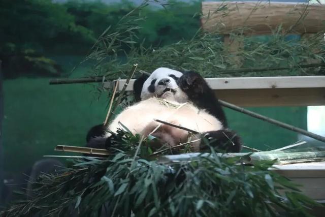 山东有自己的“疯狂动物城”！