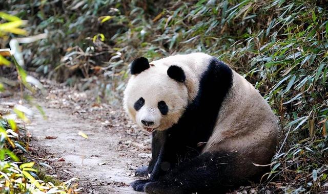 罕见！国庆假期逛景区，偶遇野生大熊猫，网友：国宝也旅游