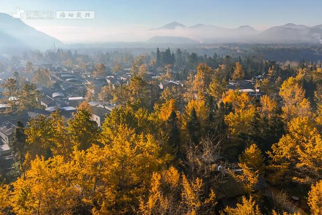 11月的云南腾冲,3000株银杏迎来黄金观赏期,美成人间仙境!