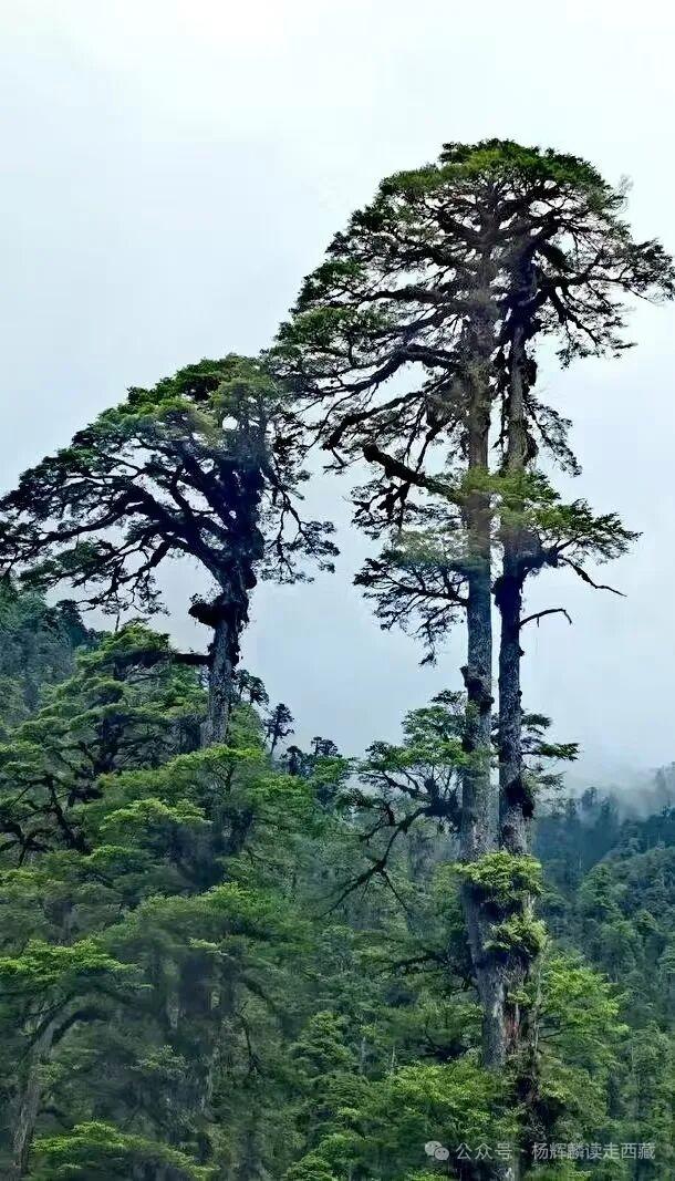 林芝•墨脱，风景如画的金珠藏布