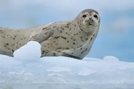 海洋中的“土肥圆”——斑海豹Phoca largha图片