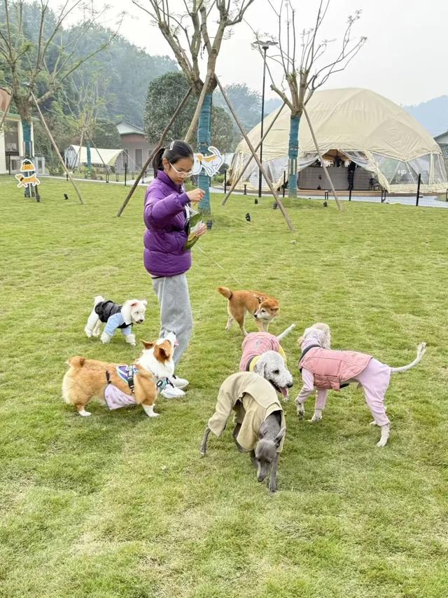 汪汪队！集合！