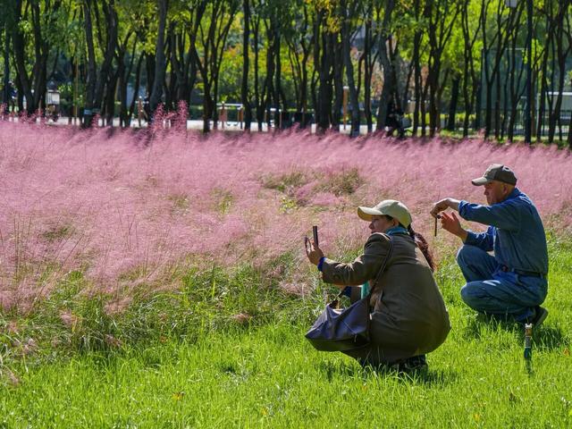 实拍！粉黛花海来袭！这些地方美成了童话世界！