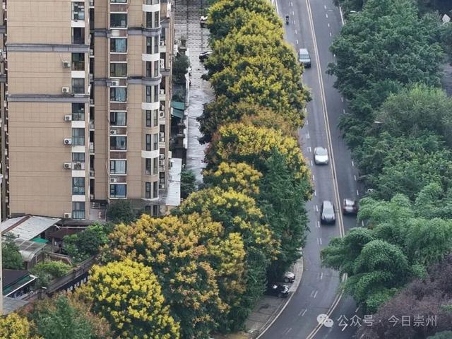 栾树花开，开启崇州秋日浪漫！
