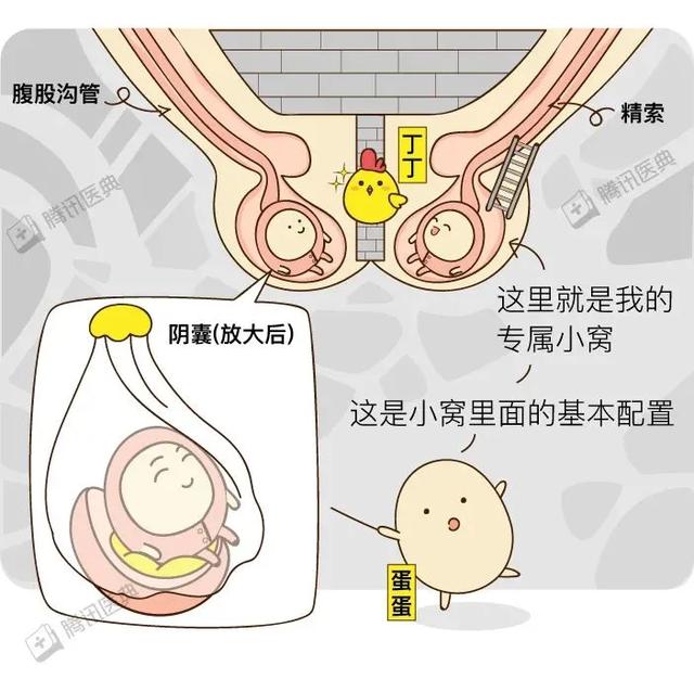 为什么男生的蛋蛋，摸摸更健康？（女生勿进）