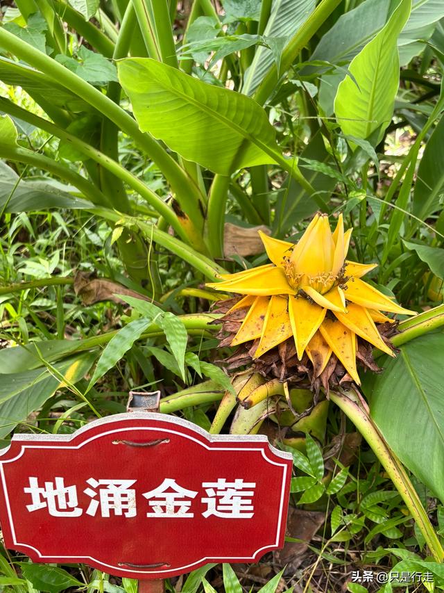 云南弥勒避暑旅游生活记录（三）瑞丽