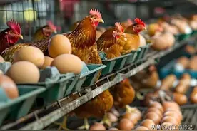 我曾经在新疆给老板养鸡，最不幸的一次是被鸡粪把我熏晕过去图片