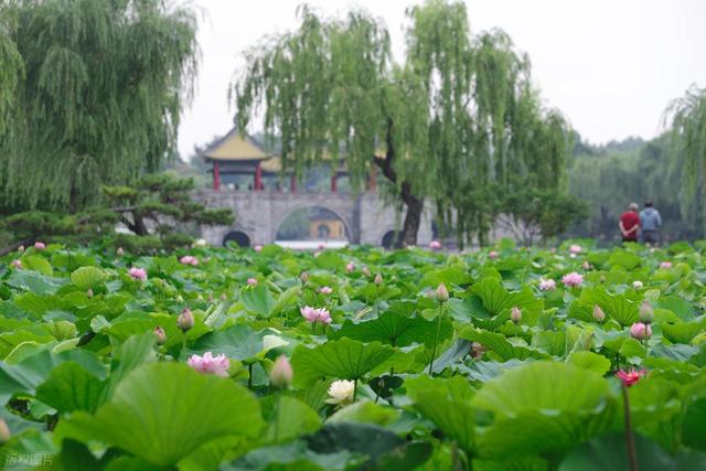 瘦西湖小众赏荷路线：避开人潮，邂逅夏日治愈系“荷”颜悦色