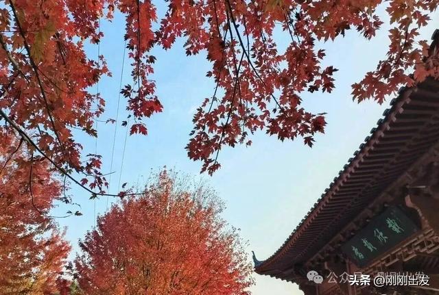 免费！大连横山景区枫叶最佳观赏期到了，快来打卡吧