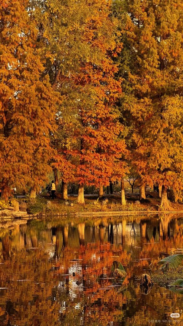 叶落临沂，步步皆是诗意画卷