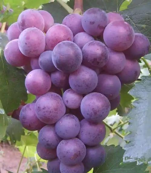 我是嘉兴人，去了趟安徽萧县，不吹不黑，萧县比网上评价的还要好