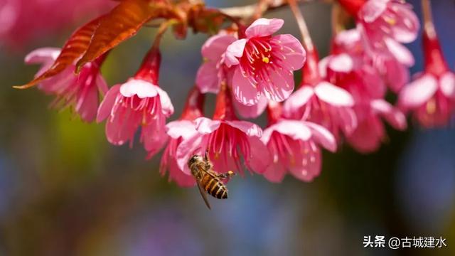 山涧茶垄樱似霞 建水云龙山冬日樱韵正当时