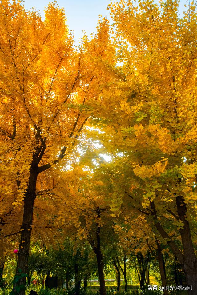 银杏季，一场不用预约的金色盛宴！