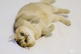 写给还在为养猫成本纠结的你，养猫一年的真实成本图片
