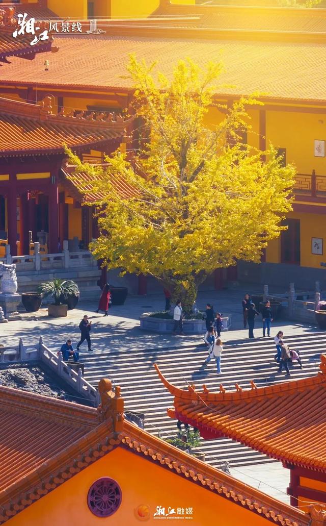 长沙银杏浓度即将达到100%！这波“小确杏”你要接住→