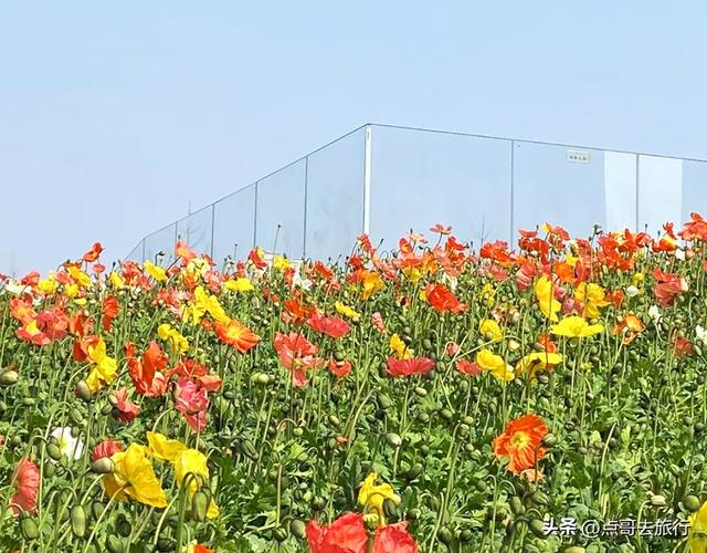 成都最美的虞美人花开了，美丽又壮观，给人震撼的视觉冲击力！