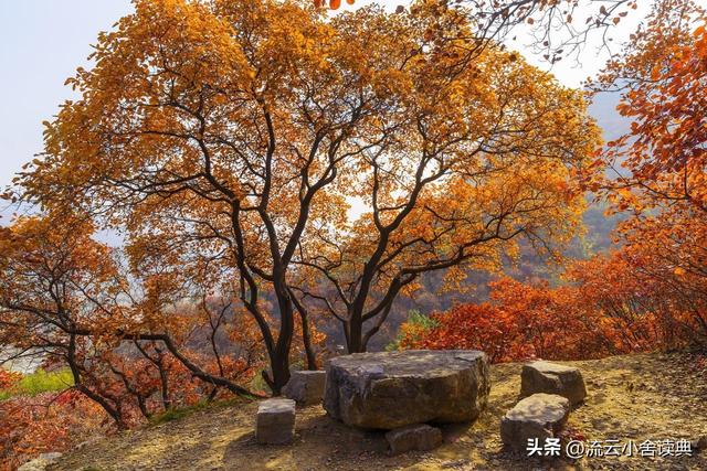 黄栌，被称为“皇帝树”，是它撑起香山红叶的美，秋天的颜值担当