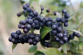 乌饭树一既可以观赏又可以吃的植物图片