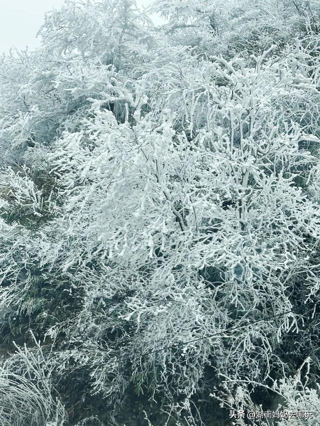 2H直达长沙周边的“长白雪山”！带娃登高赏雾凇超欢乐