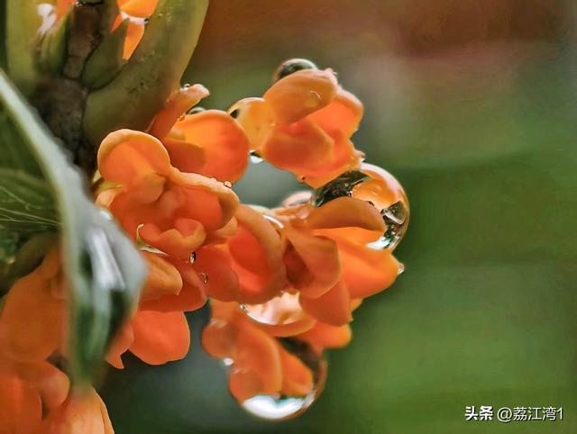 桂香漫城：桂林的秋日私语