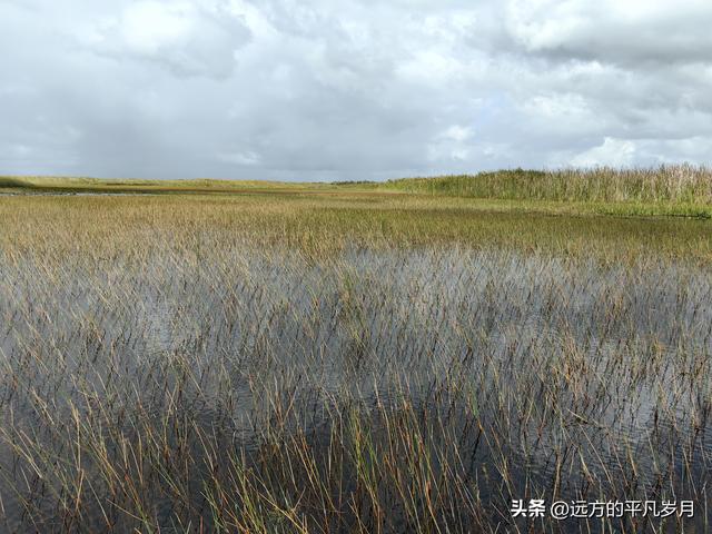大沼泽地美国国家公园（迈阿密游记三）