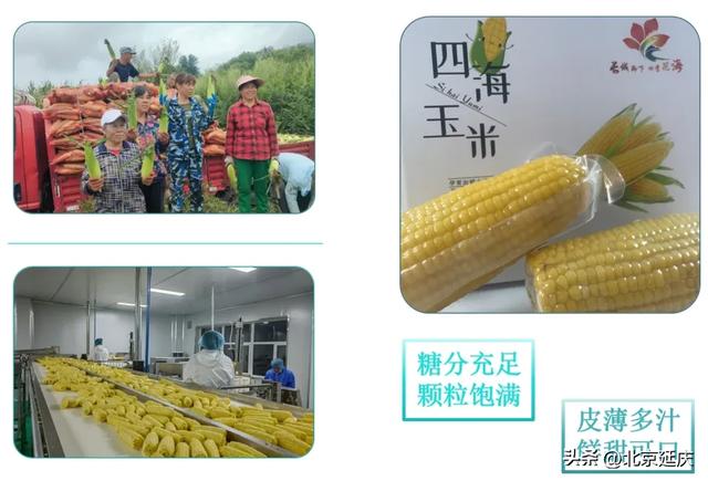 8大线路发布！GO~去延庆四季花海