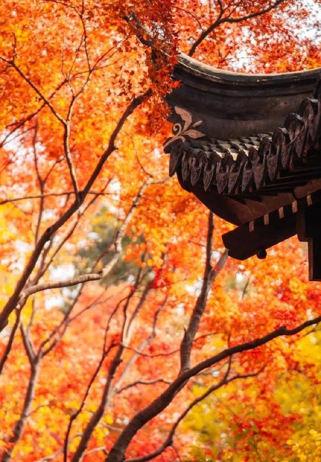 十二月暖阳拥抱着城市，古典园林披上迷人华服 我内心瞬间归于宁静