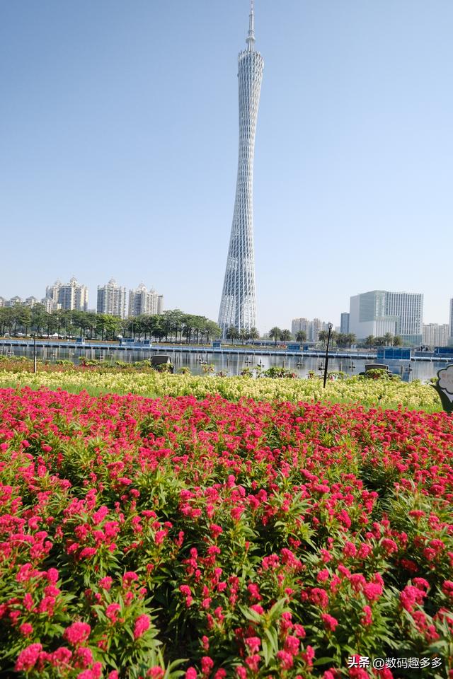 广州一年四季这景点都有花海，绝美赏景地